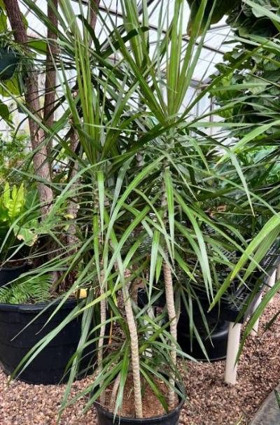 Smith's Gardentown - Dracaena, Tarzan Staggered 14"