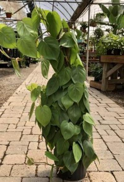 indoor plant fertilizer Miracle-Gro - Liquid Indoor Plant Food