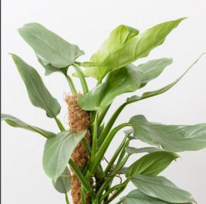 Smith's Gardentown - Philodendron Silver Sword W/moss Pole 5"