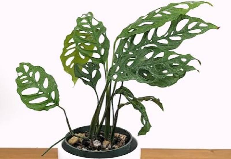 Smith's Gardentown - Philo Monstera Obliqua Peru 4"