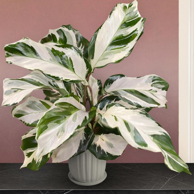 Smith's Gardentown - Calathea, Stella 6"